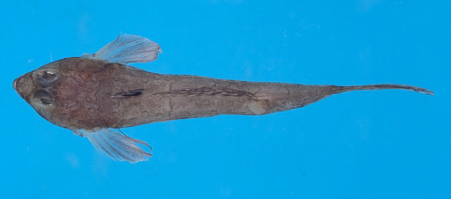 Callionymus sokonumeri(Callionymus sokonumeri)