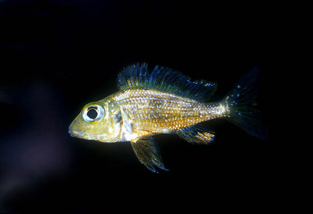 大眼衔丽鱼(Callochromis macrops)