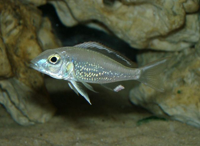 胸斑衔丽鱼(Callochromis pleurospilus)