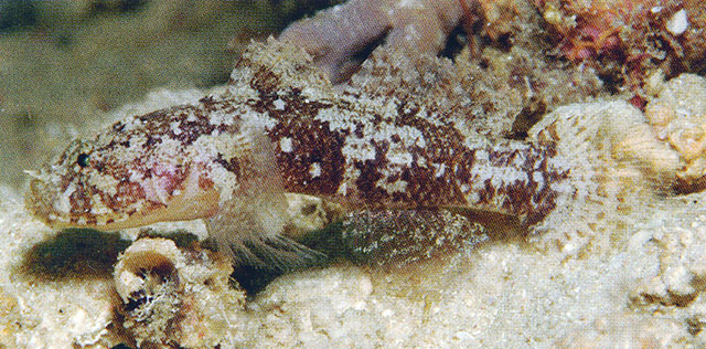 黄棕美虾虎(Callogobius flavobrunneus)