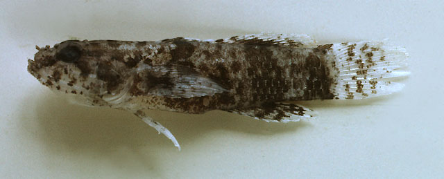 美虾虎(Callogobius sclateri)