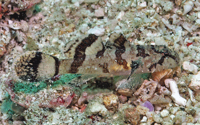 星斑美虾虎(Callogobius stellatus)