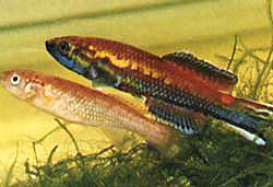 西域丽虾鳉(Callopanchax occidentalis)