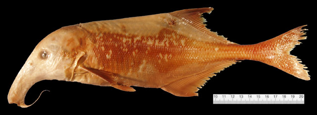 奇异弯颌象鼻鱼(Campylomormyrus mirus)