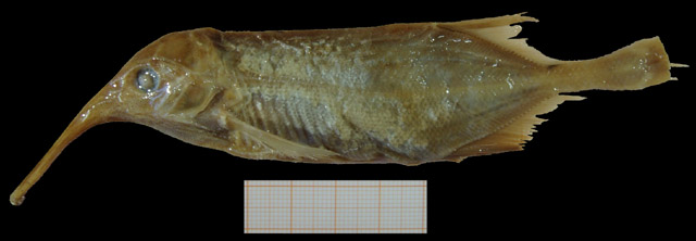 新月弯颌象鼻鱼(Campylomormyrus numenius)