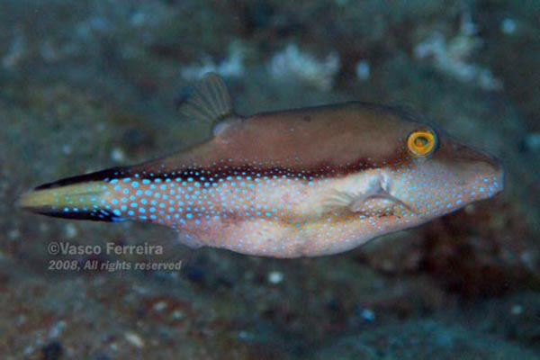 头带扁背鲀(Canthigaster capistrata)