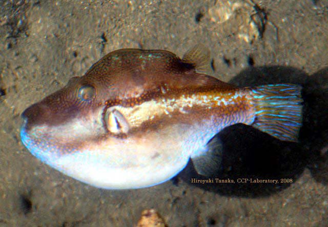 水纹扁背鲀(Canthigaster rivulata)