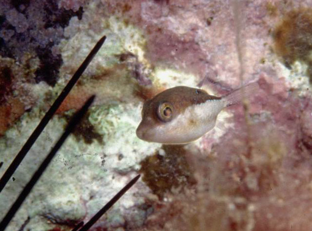 尖吻扁背鲀(Canthigaster rostrata)