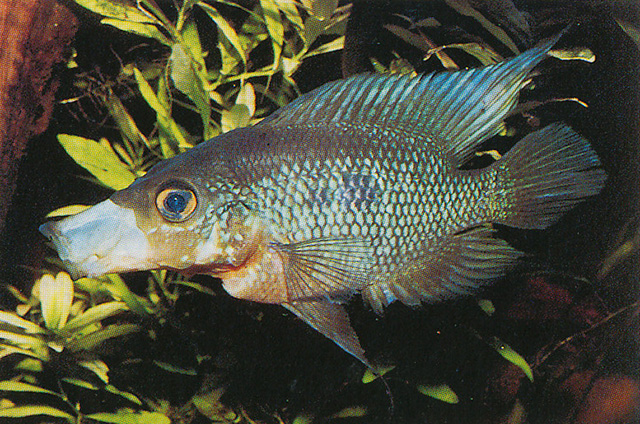 显目卡奎丽鱼(Caquetaia spectabilis)