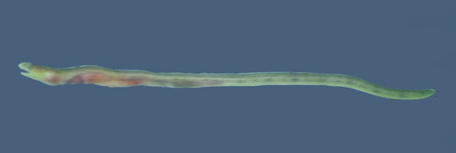 弯体头蛇鳗(Caralophia loxochila)