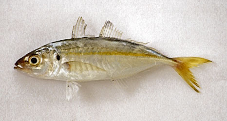 玫鰺(Caranx rhonchus)