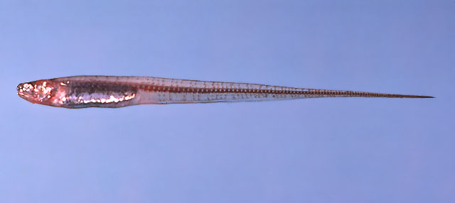 百慕大潜鱼(Carapus bermudensis)