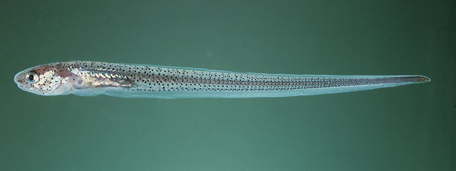 蒙氏潜鱼(Carapus mourlani)
