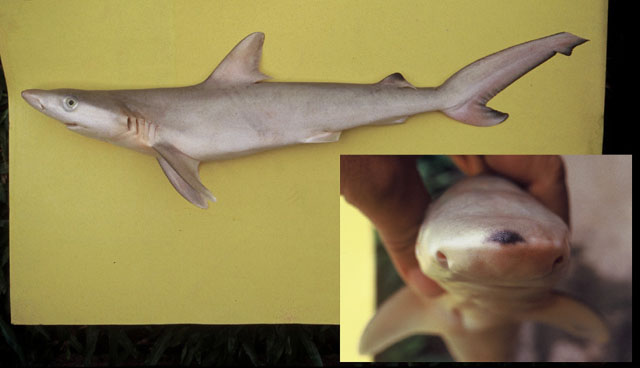 黑吻真鲨(Carcharhinus acronotus)