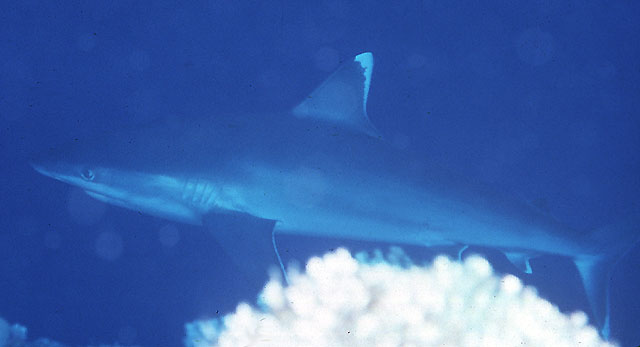 白边鳍真鲨(Carcharhinus albimarginatus)