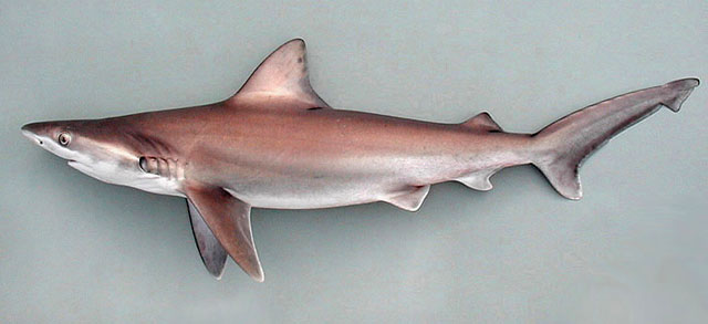 大鼻真鲨(Carcharhinus altimus)
