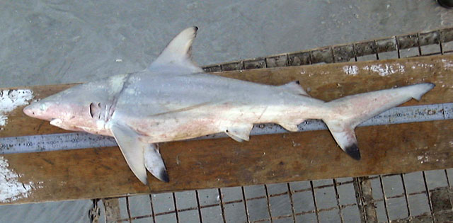 似钝吻真鲨(Carcharhinus amblyrhynchoides)