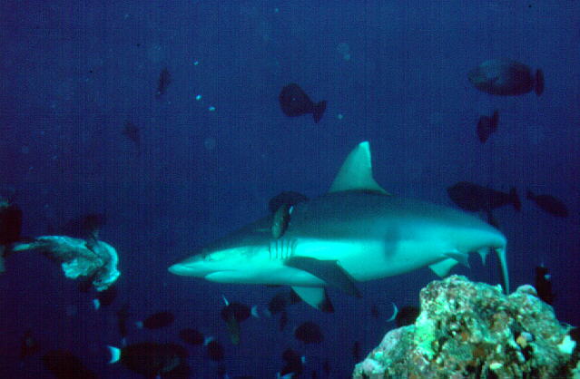 钝吻真鲨(Carcharhinus amblyrhynchos)