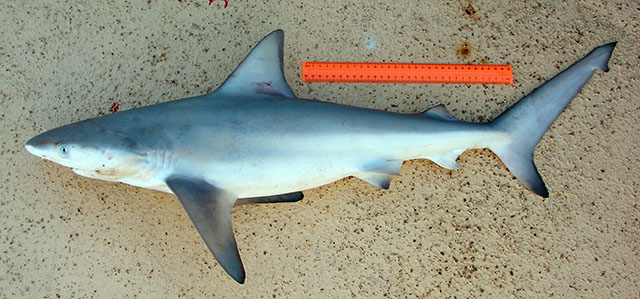 安汶真鲨(Carcharhinus amboinensis)