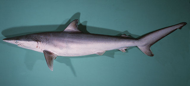 直齿真鲨(Carcharhinus brevipinna)