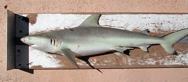 黑边真鲨(Carcharhinus cautus)