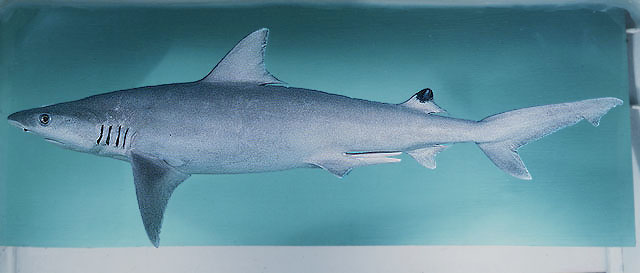 杜氏真鲨(Carcharhinus dussumieri)
