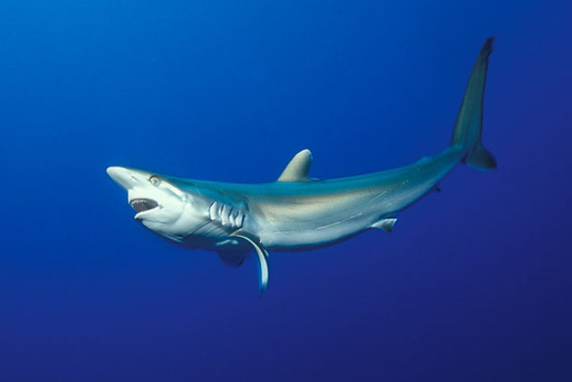 镰状真鲨(Carcharhinus falciformis)