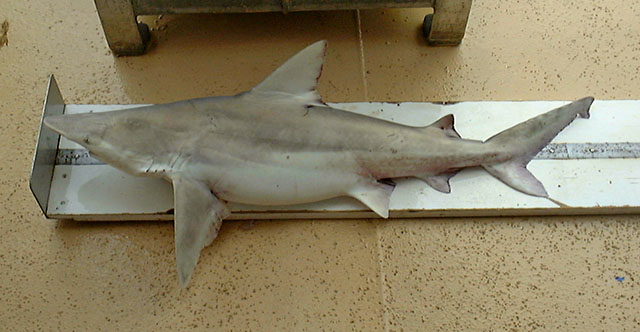 昆士兰真鲨(Carcharhinus fitzroyensis)