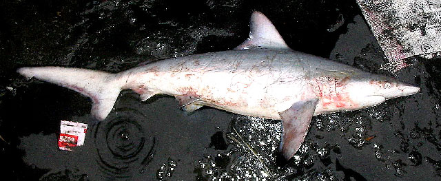 半齿真鲨(Carcharhinus hemiodon)