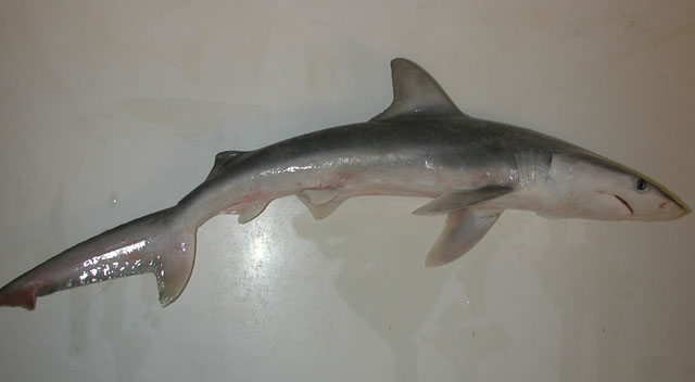 长孔真鲨(Carcharhinus isodon)