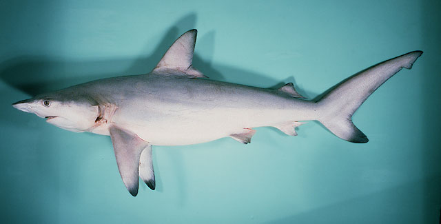 黑边鳍真鲨(Carcharhinus limbatus)