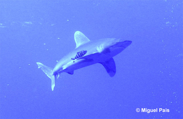 长鳍真鲨(Carcharhinus longimanus)