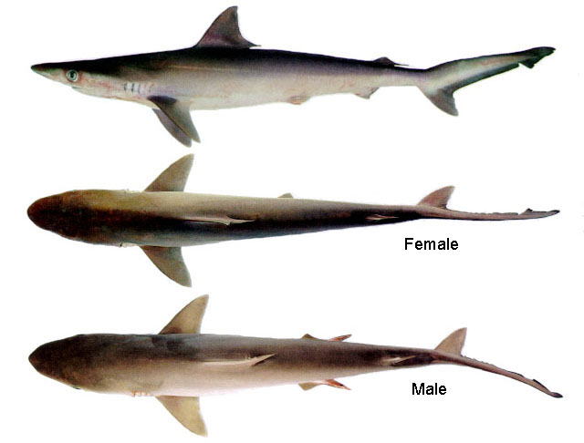 麦氏真鲨(Carcharhinus macloti)