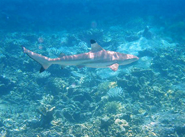 污翅真鲨(Carcharhinus melanopterus)