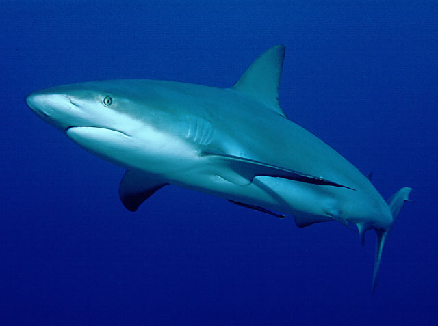 佩氏真鲨(Carcharhinus perezi)