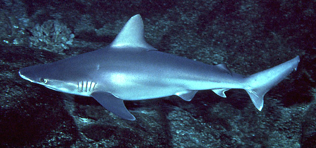 铅灰真鲨(Carcharhinus plumbeus)
