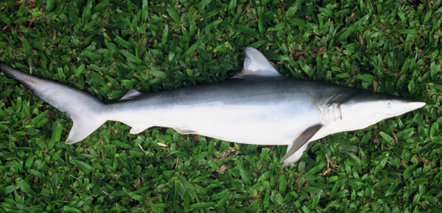 小尾真鲨(Carcharhinus porosus)