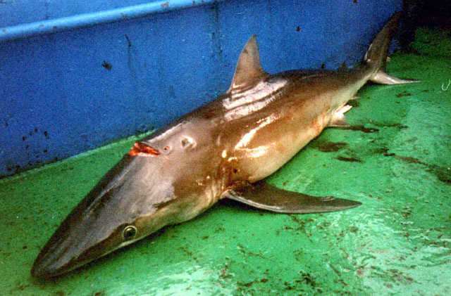 长吻真鲨(Carcharhinus signatus)