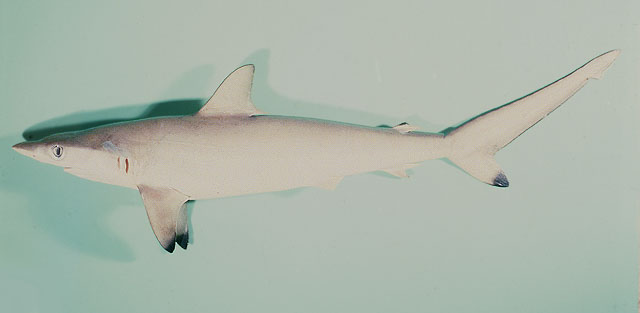 沙拉真鲨(Carcharhinus sorrah)