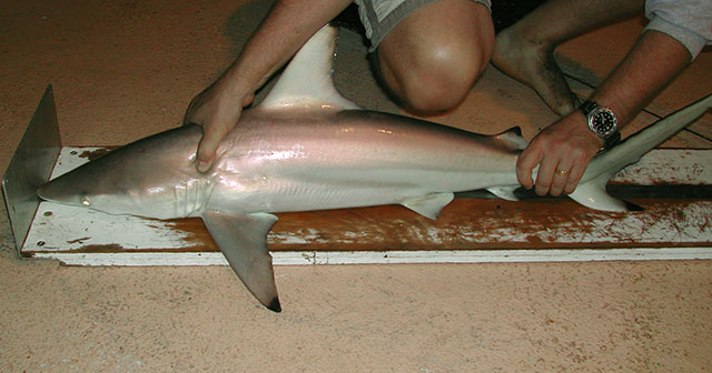 蒂氏真鲨(Carcharhinus tilstoni)