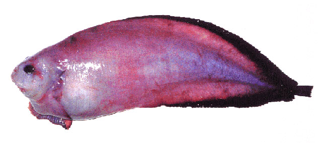 黑鳍短吻狮子鱼(Careproctus furcellus)
