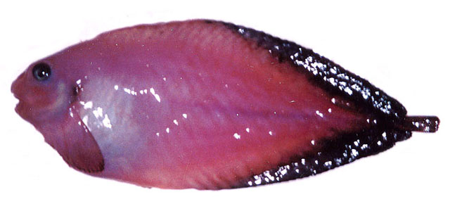 缘边短吻狮子鱼(Careproctus marginatus)