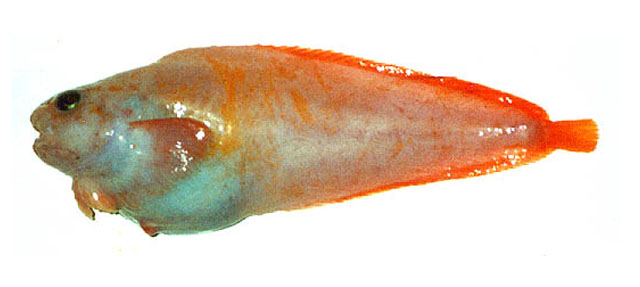壮体短吻狮子鱼(Careproctus pycnosoma)