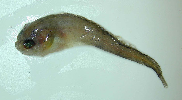 蓝氏短吻狮子鱼(Careproctus ranula)