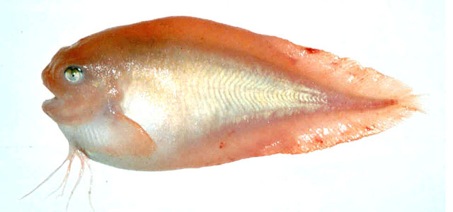 细鳍短吻狮子鱼(Careproctus rastrinus)