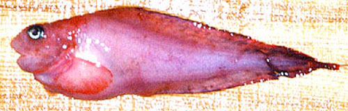 白令海短吻狮子鱼(Careproctus simus)