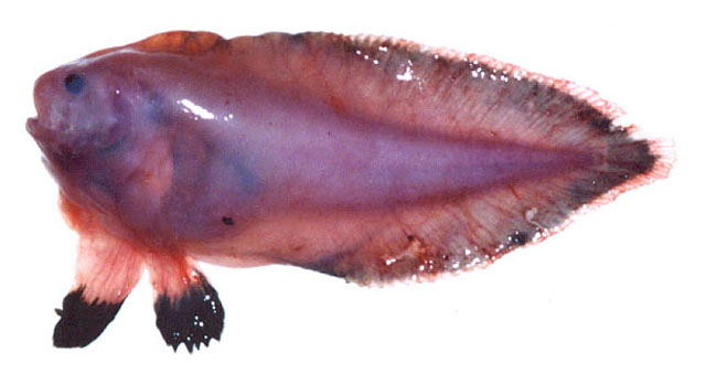 紫红短吻狮子鱼(Careproctus zachirus)