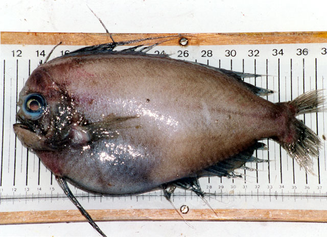 棕体长鳍金眼鲷(Caristius fasciatus)