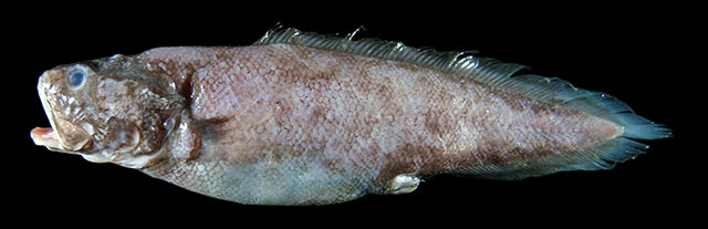 丽颊低蛇鳚(Cataetyx lepidogenys)