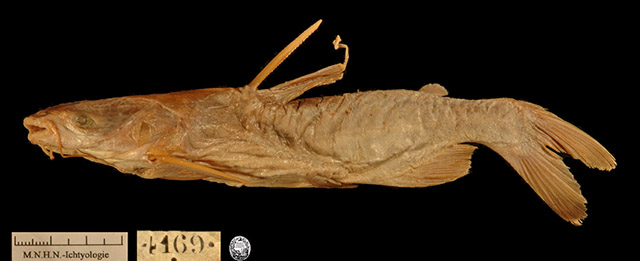 杂色俯海鲇(Cathorops variolosus)